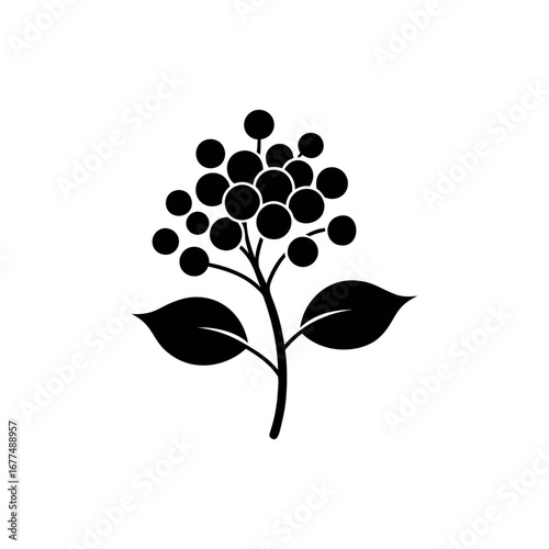 Stylized elderberry bush illustration in black and white minimalist botanical design Silhouette Vector