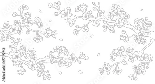 Delicate line art illustration of cherry blossom branches with falling petals, , celebrating spring and natural beauty