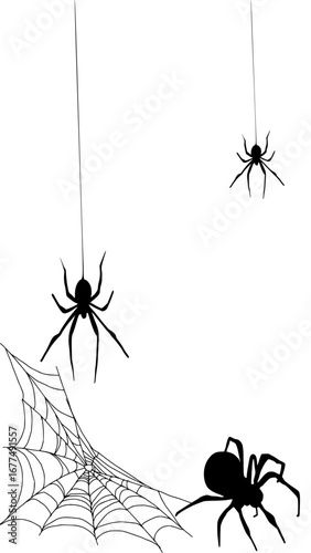 spider on a web