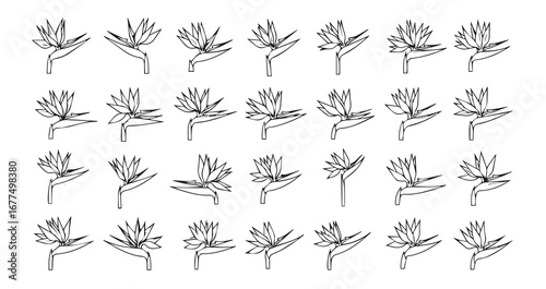 Bird of Paradise line art icon bundle illustration