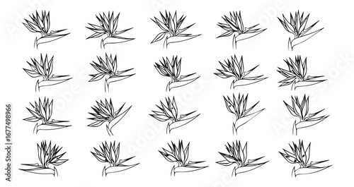 Bird of Paradise line art icon bundle illustration