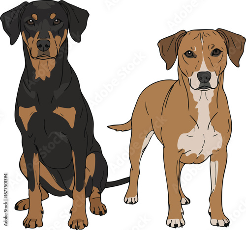 Two dogs sitting and standing side by side brown and black coat vector illustration for pet lovers and animal care designs 