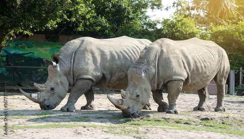 Rhinos Grazing in Zoo Enclosure