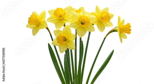 Wallpaper Mural Seven vibrant yellow daffodil flowers with fresh green stems, delicate textures, rising from a minimalist white surface, soft studio light. Concept of growth, innovation, and fresh beginnings Torontodigital.ca