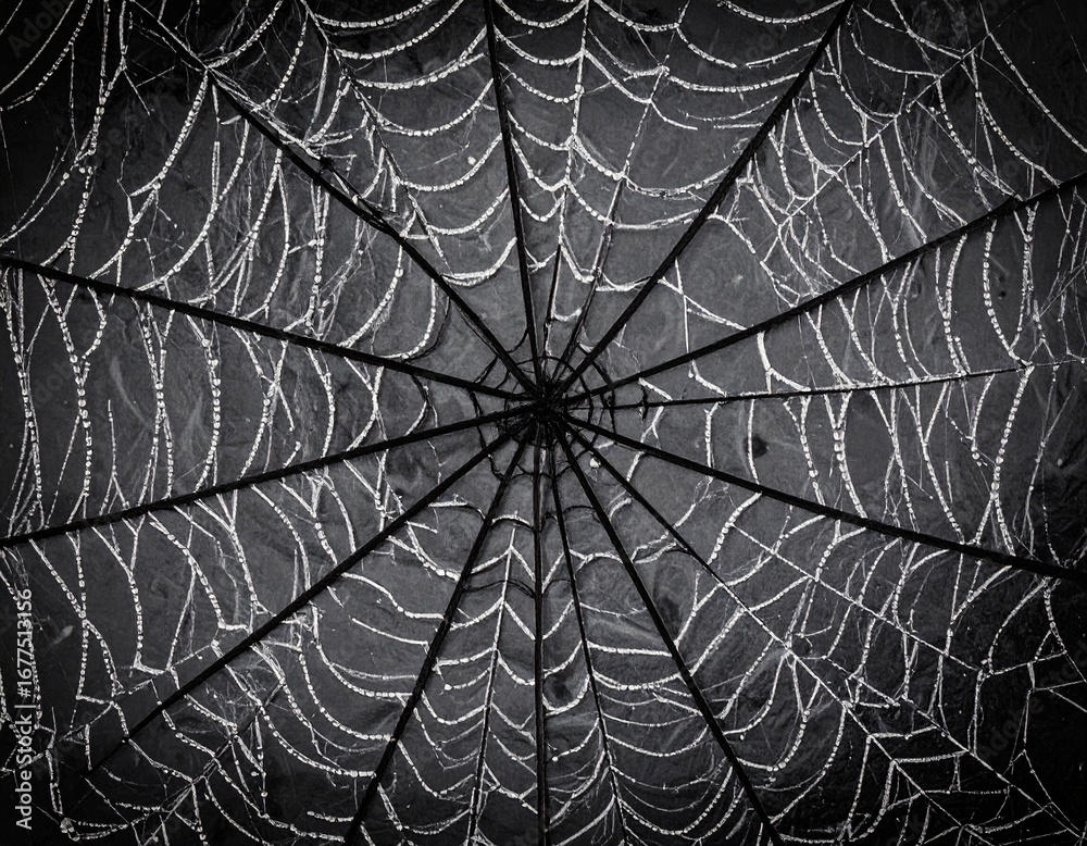 Obraz premium Intricate spiderweb glistening with morning dew, radiating design, detailed texture.