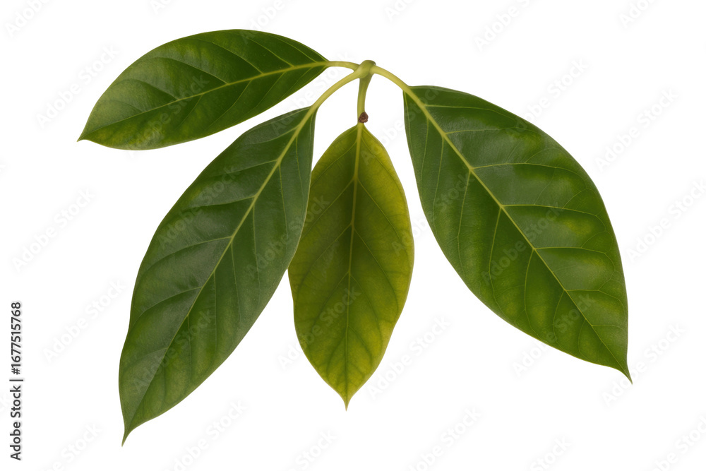 Fototapeta premium Four vibrant green avocado leaves, isolated on a transparent background, showcasing intricate leaf venation. background removed