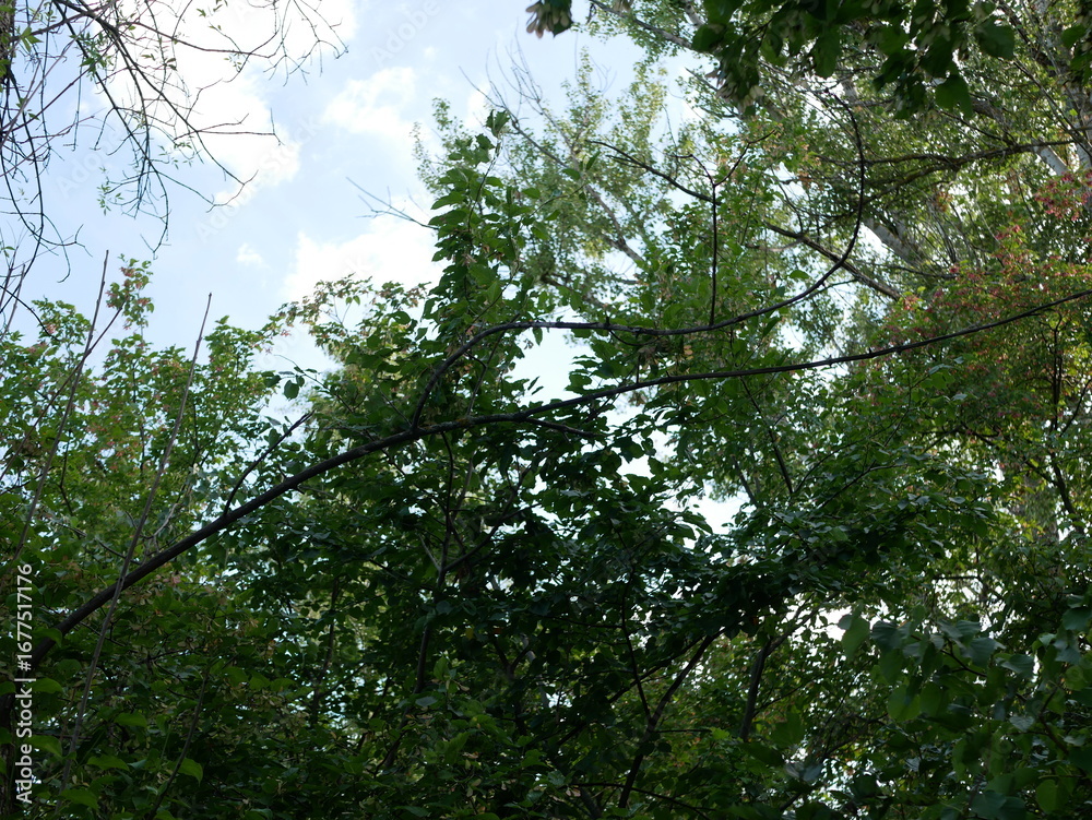 Obraz premium Forest Canopy Against the Sky