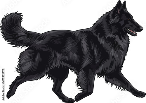 Belgian Sheepdog walking trotting gait side view vector illustration