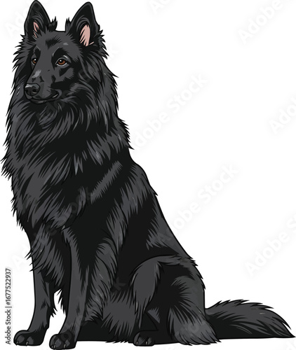Belgian Sheepdog sitting looking away calm vector illustration