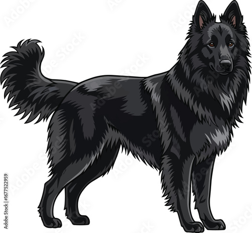 Belgian Sheepdog standing looking front side view vector illustration