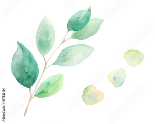 Watercolor eucalyptus leaves and greenery sets