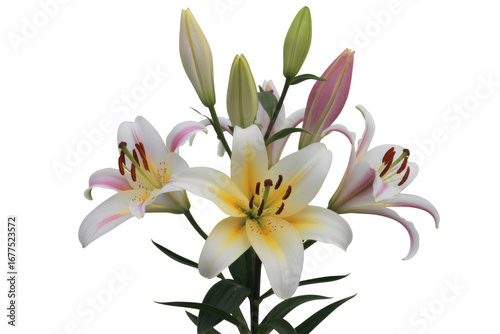 Obraz na płótnie A bouquet of elegant lilies with white and pink petals, isolated on a transparent background