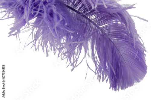Close-up of a single, purple ostrich feather isolated on a transparent background. background removed