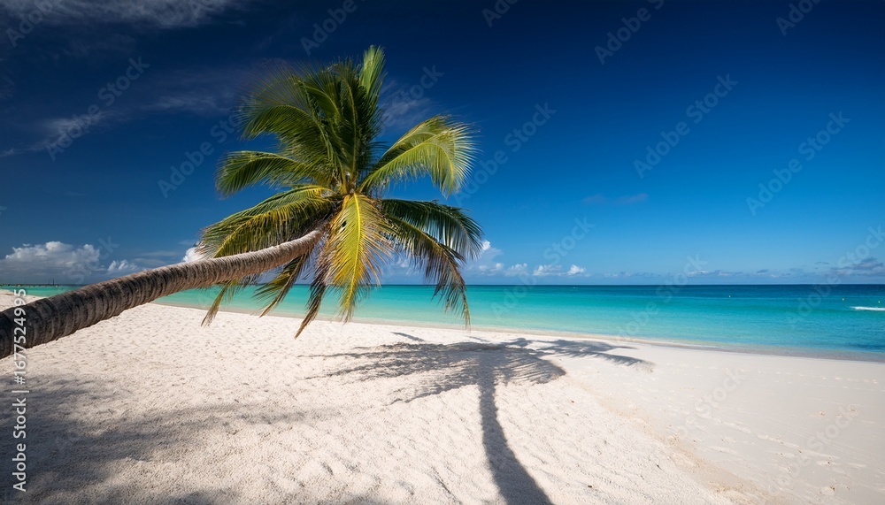 Obraz premium solitary palm graces a tropical beach its shadow stretched on the white sand