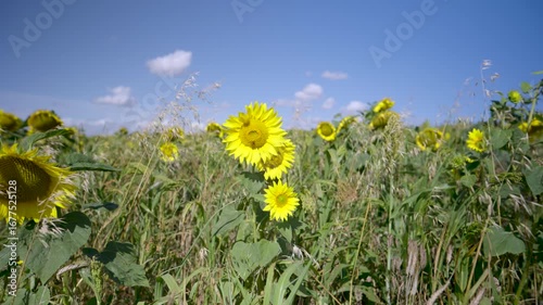blue skies sunny day sunflower field blowing in the wind