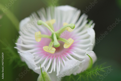 Close-up of a Passionflower Blossom Revealing Intricate Floral Details