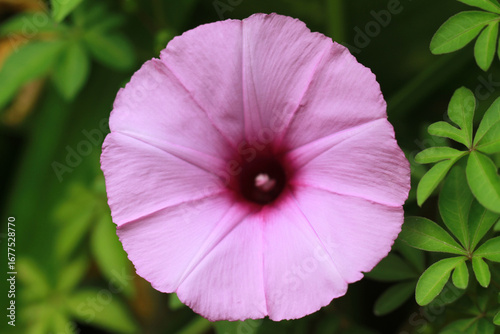 Close-up of a Vibrant Purple Morning Glory Flower in Bloom