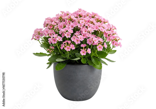 Pink kalanchoe flower in a gray ceramic pot isolated on transparent background