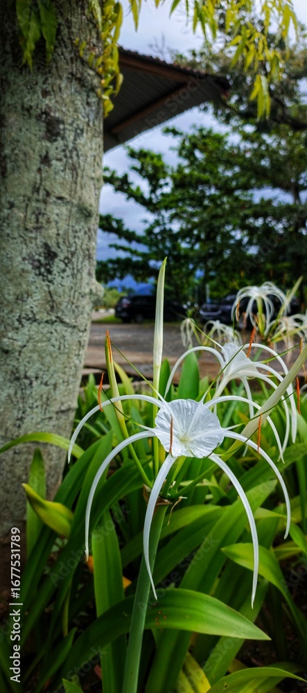 Obraz premium Elegant white tropical flower with long delicate petals blooming vibrantly amidst lush green foliage on a serene day, showcasing natural beauty and tranquil charm