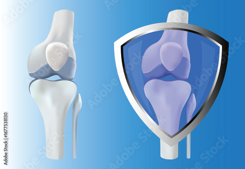 Medical vector illustration showing human knee joint anatomy with protective shield concept, symbolizing joint health, care, and protection