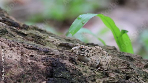Small forest frog perched carefully on tree branch in jungle.this unedited 4k resolution video was taken from Bangladesh.