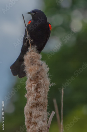 Red winged blackbird