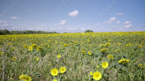 blue skies sunny day sunflower field blowing in the wind