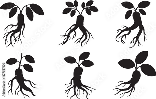 Set of Six Black Silhouettes of Ginseng Plants with Roots herb medicinal