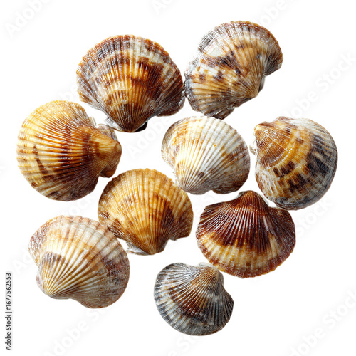 Fresh Cockles Seafood on transparent background