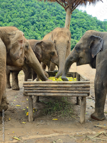 Canvas Print Group of Elephants Feeding from a Trough at a Sanctuary in Chiang Mai, Thailand