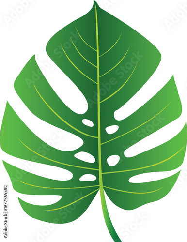 Monstera, Urwald, tropisch, Blatt, Natur - Icon, Symbol, Zeichen, Logo