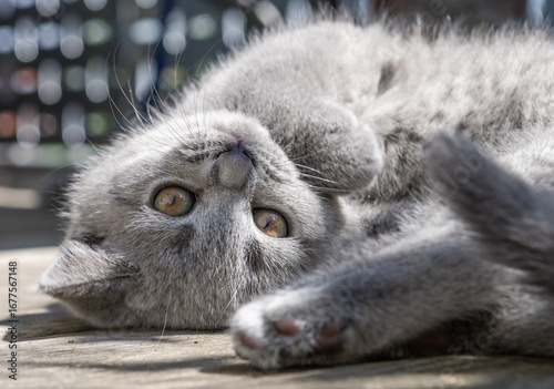 Britisch Kurzhaar Kätzchen genießt die Sonne auf dem Balkon