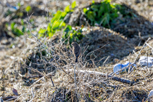 Photography Juvenile European Stonechat (Saxicola rubicola), common in coastal scrub and hea
