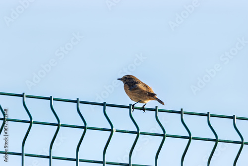 Photography Juvenile European Stonechat (Saxicola rubicola), common in coastal scrub and hea