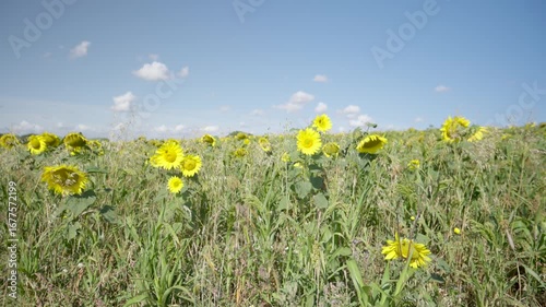 blue skies sunny day sunflower field blowing in the wind