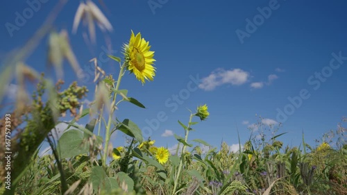blue skies sunny day sunflower field blowing in the wind