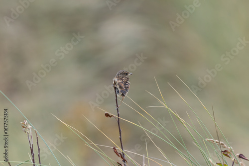 Photography Juvenile European Stonechat (Saxicola rubicola), common in coastal scrub and hea