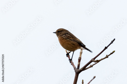 Photography Juvenile European Stonechat (Saxicola rubicola), common in coastal scrub and hea