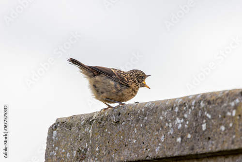 Photography Juvenile European Stonechat (Saxicola rubicola), common in coastal scrub and hea