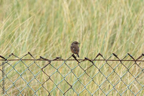 Canvas Print Juvenile European Stonechat (Saxicola rubicola), common in coastal scrub and hea