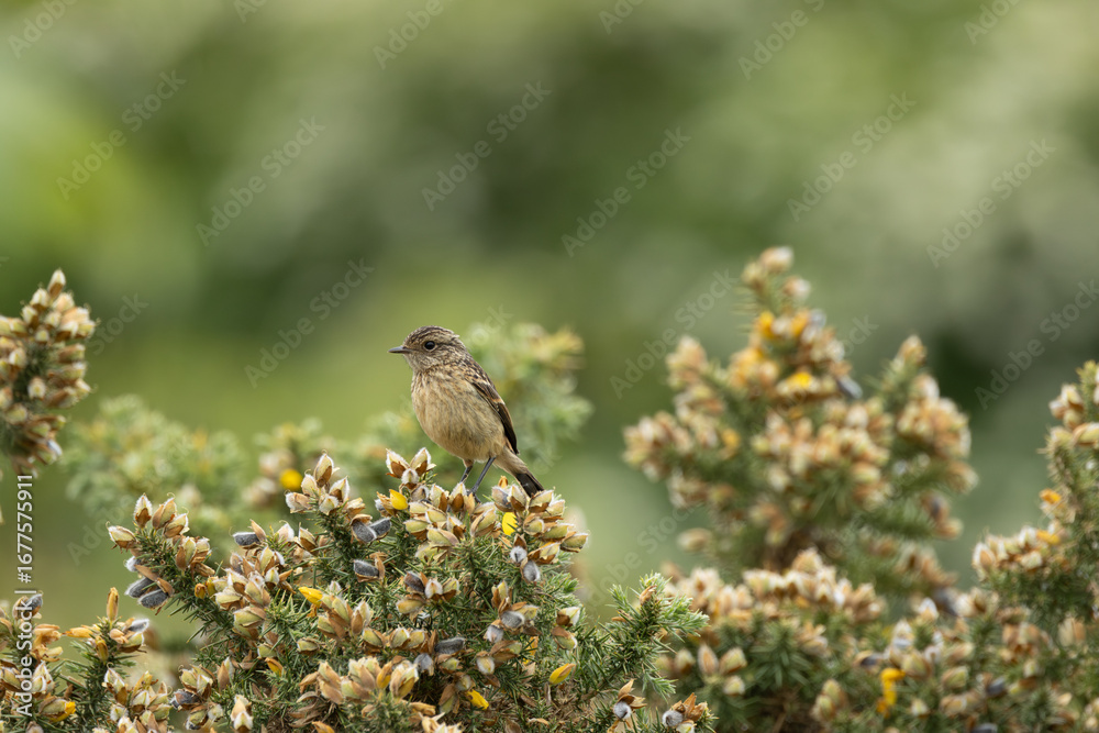 Fototapeta premium Juvenile European Stonechat (Saxicola rubicola), common in coastal scrub and heathland across Europe