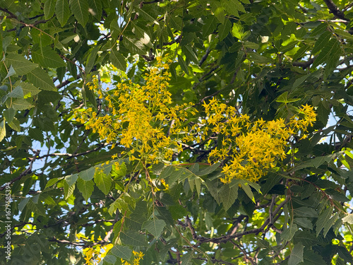 Tableau sur toile Koelreuteria paniculata tree with bright yellow flower clusters among green leaves in sunlight