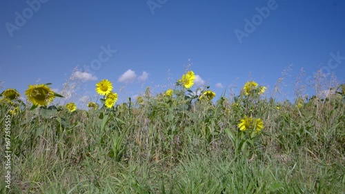 blue skies sunny day sunflower field blowing in the wind