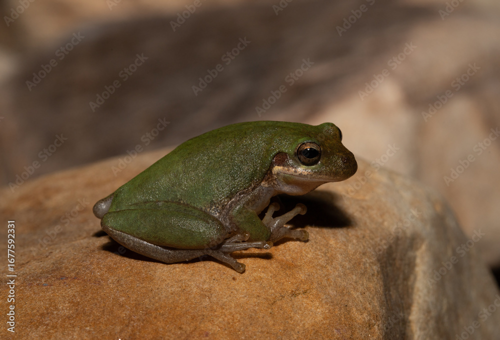 Fototapeta premium Squirrel Treefrog (Hyla squirella) perched on a rock at night.