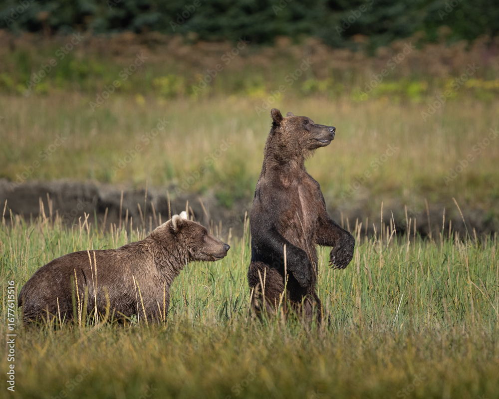 Fototapeta premium Two young boar bears spot another bear