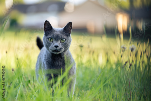 Cat hunting mice on sunset field