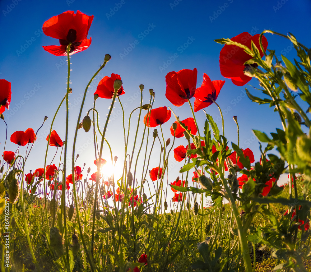 Obraz premium Closeup view of poppy flowers on blue sky background in green meadow. Captivating summer view of papaveraceae family plants in the botanical garden. Beauty of nature concept background.