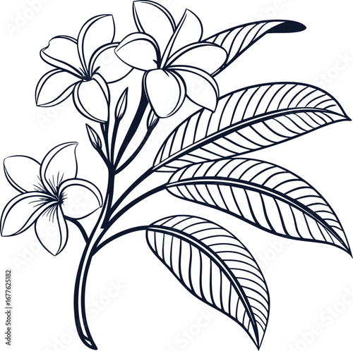 Elegant line art illustration of frangipani flowers with detailed leaves, minimalist botanical sketch for tropical floral design, home decor, nature prints, and wedding invitations.
