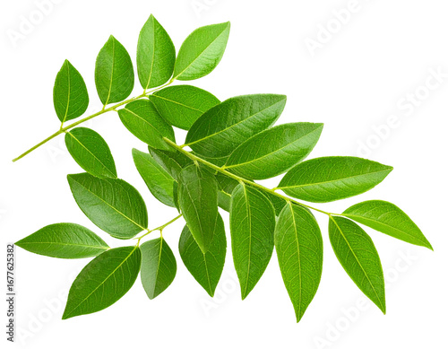 Floating Curry Leaves with Lush Green Texture, Isolated on Transparent Background