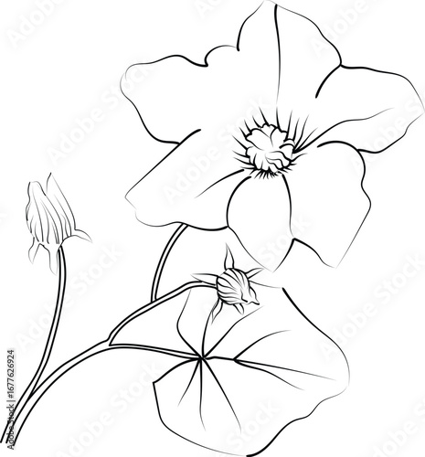 Ivy flower line drawings, hand-painted Honeysuckle flower wall art, ivy flowers botanical wall art, simple ivy drawing outline honeysuckle flower drawing, ivy flowers line art